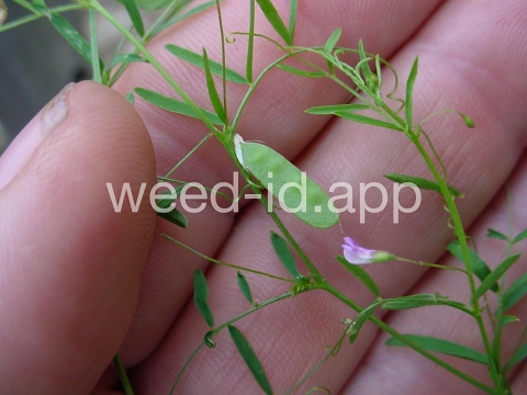vetch, four seeded